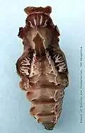Chrysalis