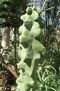 Lophocereus schottii f. monstrosa