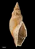 Type specimen (holotype of Pachymelon (Palomelon) smithi)