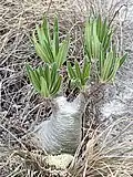 Pachypodium rosulatum (Elephant's foot plant)