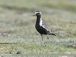 Pacific_Golden_Plover_(Pluvialis_fulva)_(53891992800)