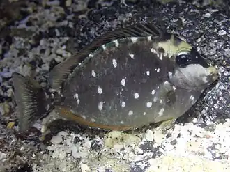 Juvenile nocturnal colouration, in Hawaii