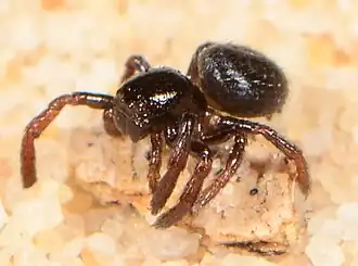 juvenile female