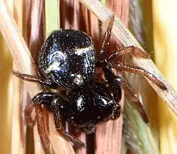 female