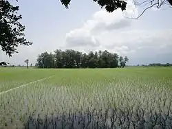 Rice paddy near the city of Dabudasht