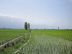 Rice paddy in Raisabad, Amol