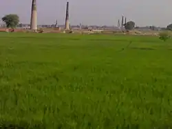 Paddy fields