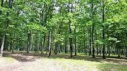Cazacului Forest