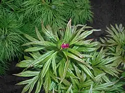 Paeonia intermedia