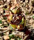 Same bud seen three-quarter-face, revealing young flower bud more clearly