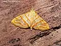 Pagyda salvalis