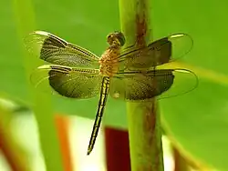 Juvenile male in Cairns