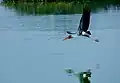 Painted stork