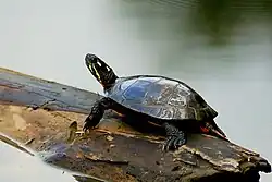 A painted turtle standing on a floating log