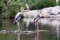 Painted storks