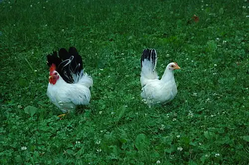 Black-tailed white pair