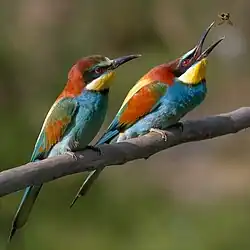 The bee-eater, Merops apiaster, specializes in feeding on bees; here a male catches a nuptial gift for his mate.
