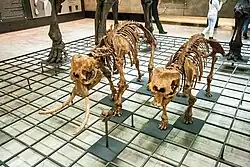 Skeleton of a male and female, as well as the skull of a juvenile, at Naturmuseum Senckenberg