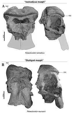 Skull of Palaeoloxodon namadicus (top) and Palaeoloxodon naumanni (below), showing differences in the development of the parietal-occipital crest (labeled POC)