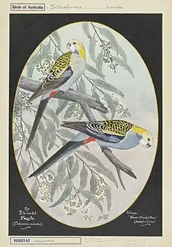 Pale-headed rosellas (Platycercus adscitus) (1928).
