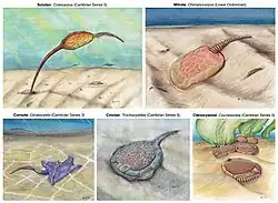 alt=Reconstructions of various homalozoans in life position. From the left to the right of each row and from top to bottom: Coleicarpus (a solute), Chinianocarpus (a mitrate), Ceratocystis (a basal stylophoran), Trochocystites (a cinctan), and Courtessolea (a ctenocystoid)