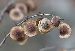 Dry fruit, at Gaziantep, Turkey