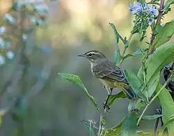 Palm warbler in a meadow in New York