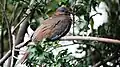 Bird in a tree