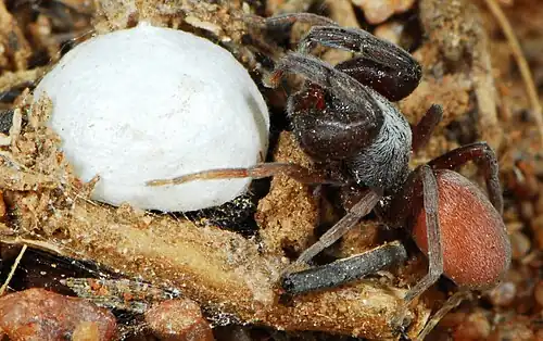 Palpimanus paroculus with egg sac