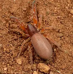 female juvenile
