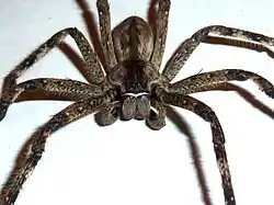 Female P. superciliosus