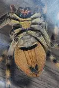 Underside of female