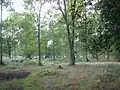 Pamber Forest