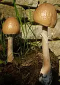 P. semiovatus var. semiovatus on horse manure