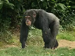 black chimpanzee walking on all fours