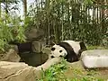 Giant Panda