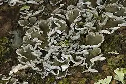 Pannaria fulvescens