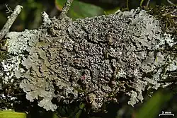 Pannaria lurida