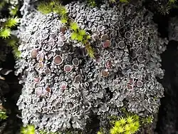 Pannaria rubiginosa