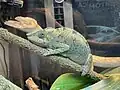 Panther chameleon