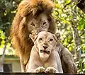 Image 12Two lions at El Salvador's national zoo