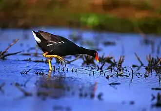 Hawaiian gallinule