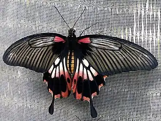 Female alcanor, Thailand