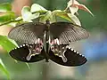 Mating; female form stichius
