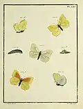 Papillons d'Europe plate LIII