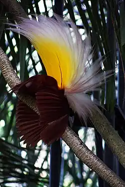 Image 26 Paradisaea apoda, native to Papua, displaying its feathers (from Western New Guinea)
