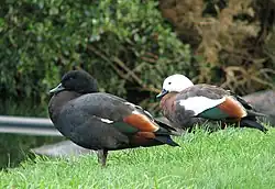 Paradise-Shelduck-pair