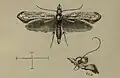 Adult