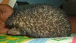 Brown hedgehog