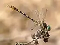 Male